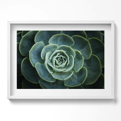 Tablou rama excepţional Plantă suculentă verde
