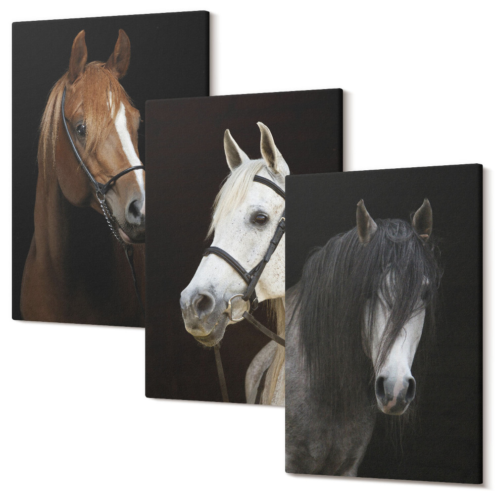 Tablou 3 piese Portrete de cai în diferite nuanțe de blană