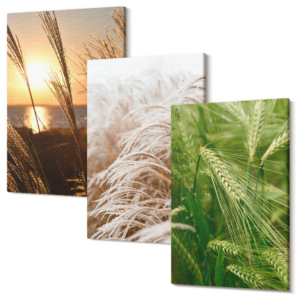 Tablou 3 piese Diferite tipuri de iarbă natură colorată