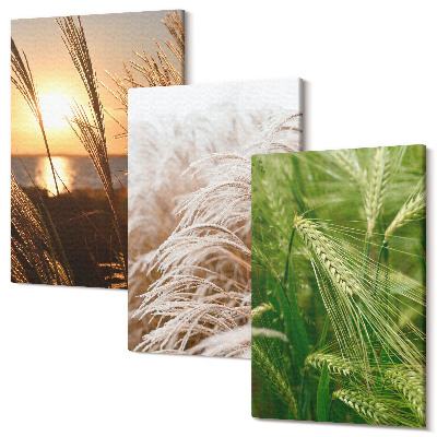 Tablou 3 piese Diferite tipuri de iarbă natură colorată