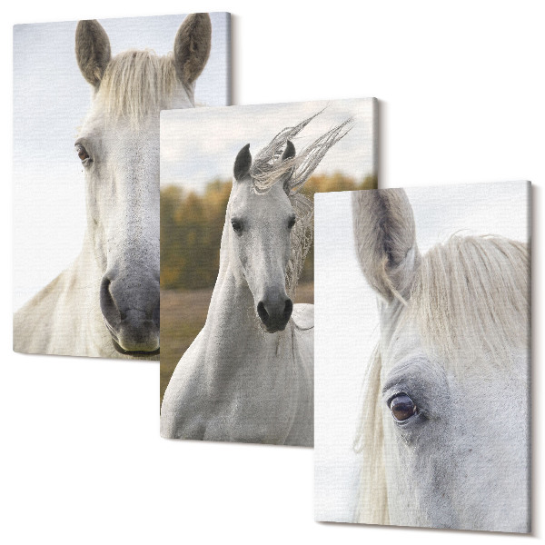 Set tablouri canvas triptic Cai albi în diverse ipostaze pe un fundal natural