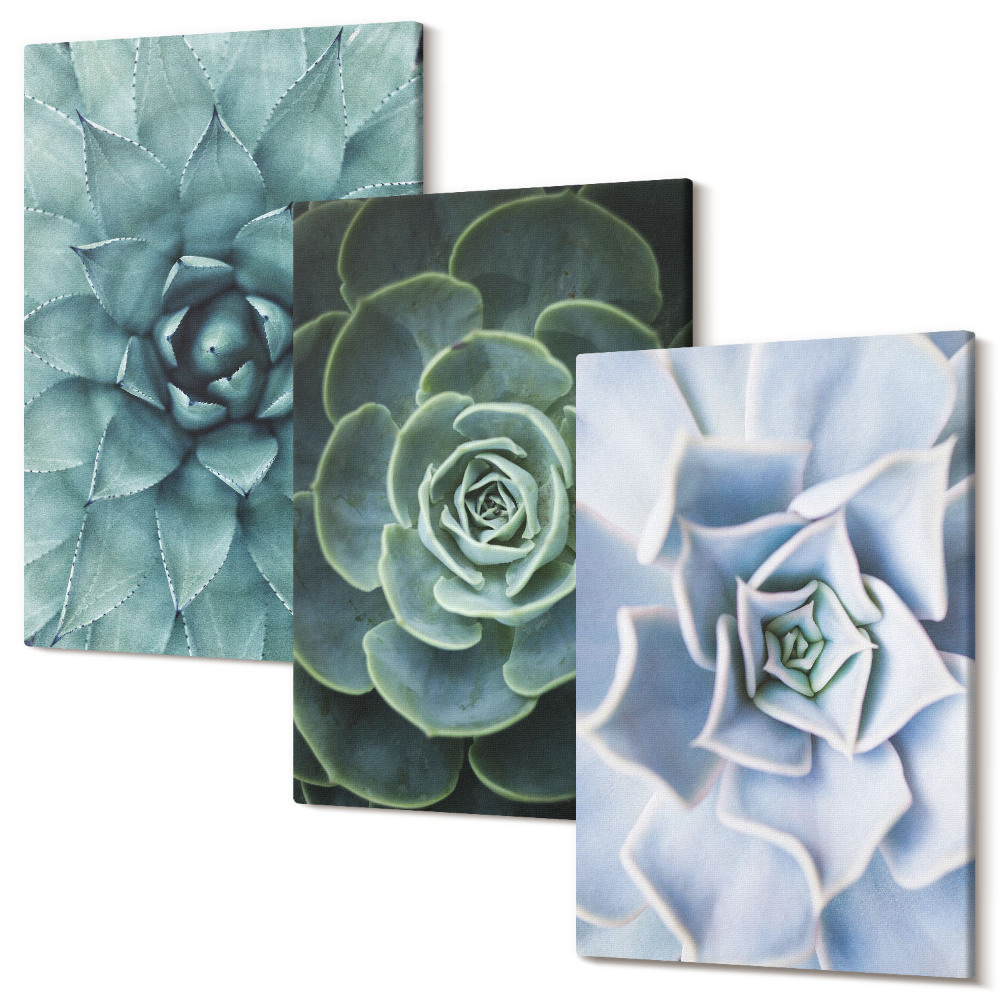 Set tablouri canvas triptic Plante suculente în nuanțe de verde și turcoaz