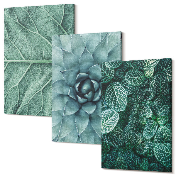 Tablou canvas set triptic Prim-planuri cu plante suculente și frunze