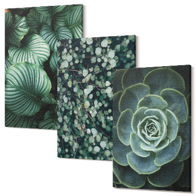 Tablou canvas set triptic Plante cu frunze verzi și suculente elegante