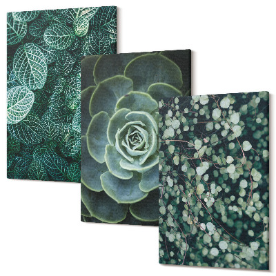 Tablou canvas set triptic Frunze verzi de plante suculente și crenguțe delicate