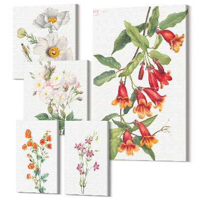 Tablouri canvas set 5 piese Ilustrații florale botanice pe fundal alb