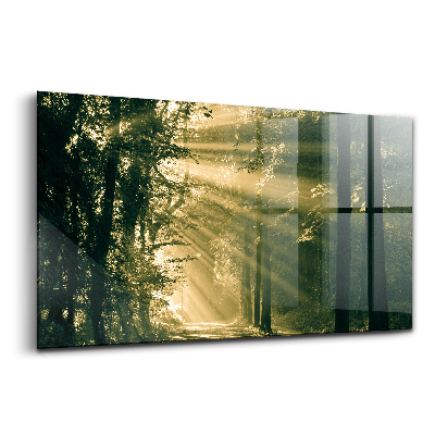 Tablou pe sticlă Razele soarelui în pădure