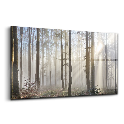 Tablou de sticlă Pădurea în ceață