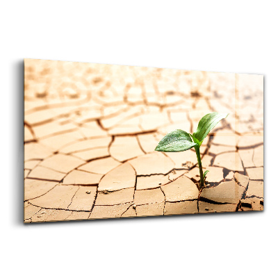 Tablou de sticlă O plantă în sol uscat