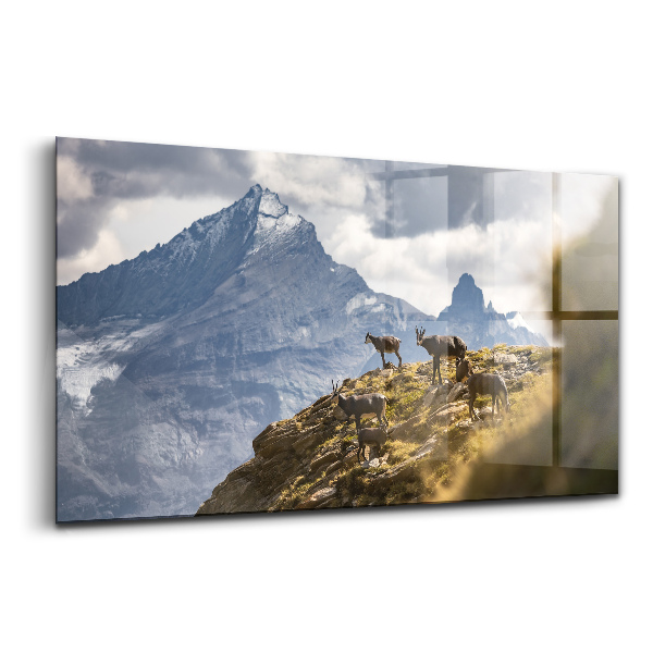 Tablou sticlă capre din Valea Aosta, Italia