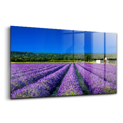 Tablou sticlă Câmp de lavandă în Provence
