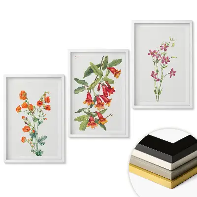 Set de tablouri pentru living cu ilustrații delicate de flori colorate